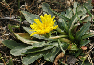 Dandelion plant growing outdoors, the source of an alternative natural rubber